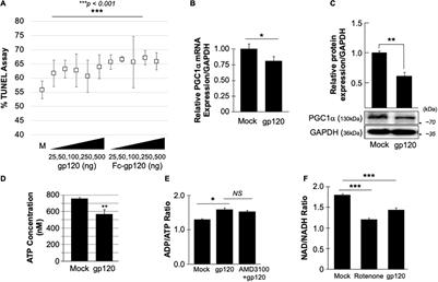 HIV-1 gp120 Impairs Spatial Memory Through Cyclic AMP Response Element-Binding Protein